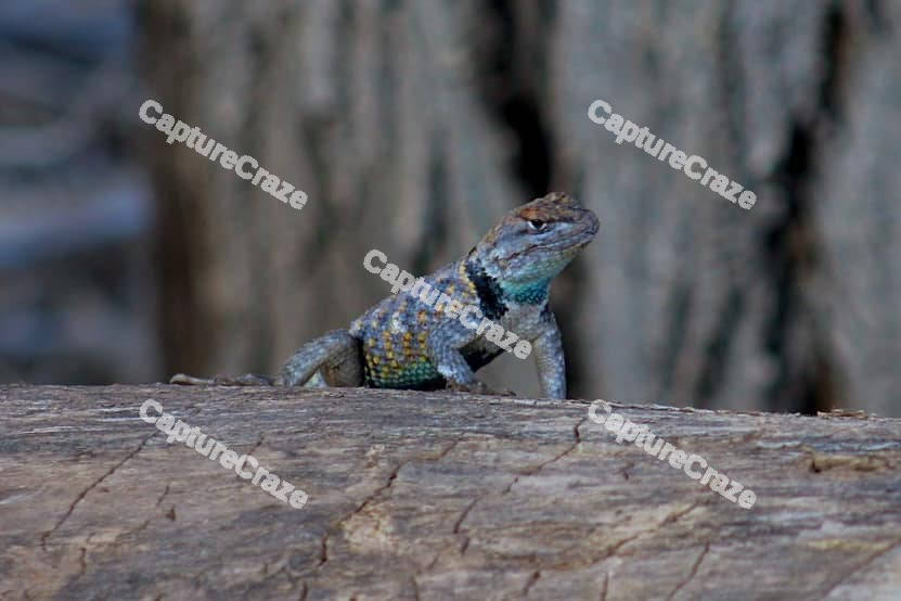 Blue Lizard